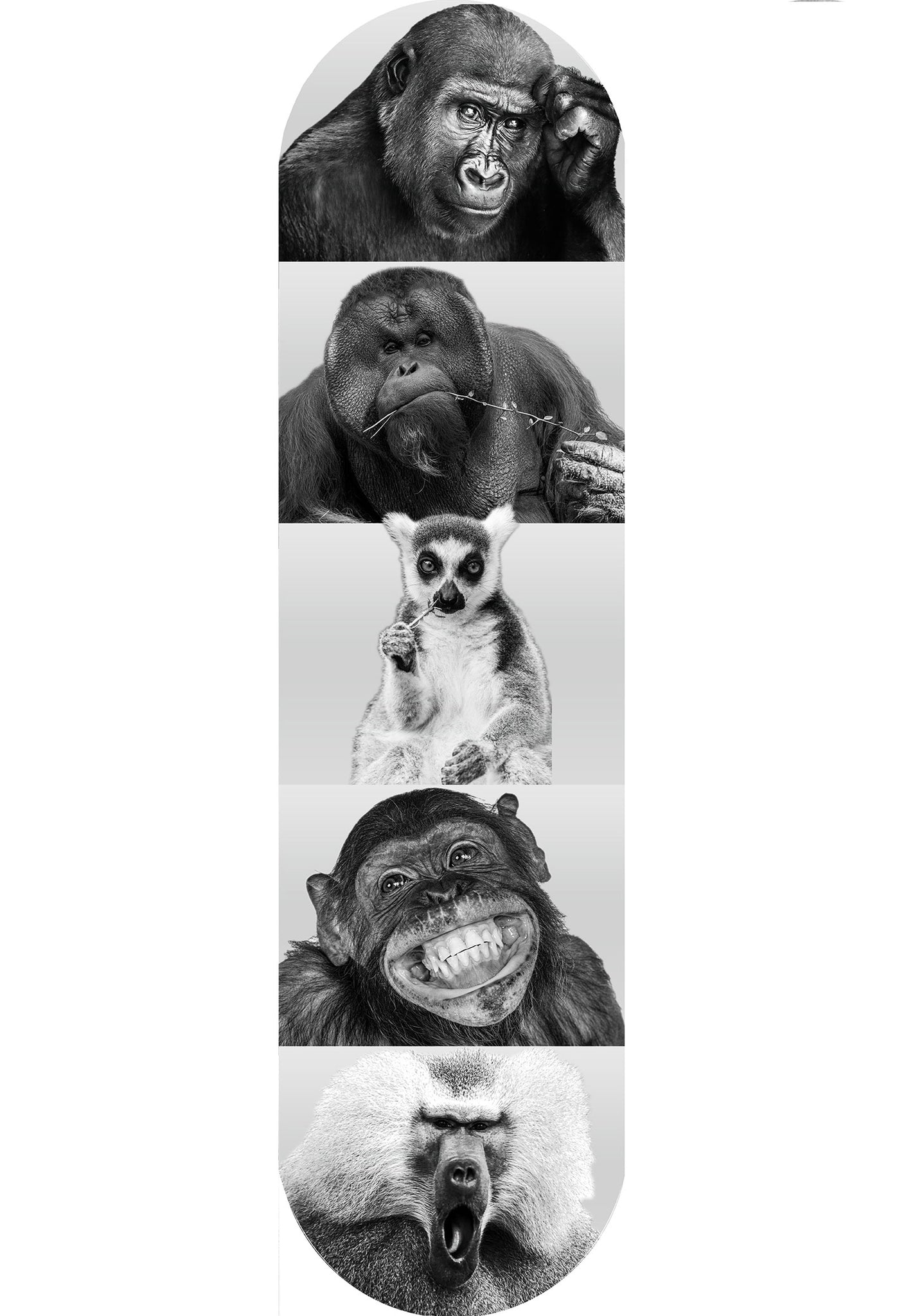 Breyting X Primates